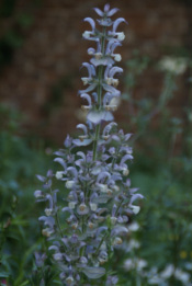 Salvia sclareaScharlei bestellen